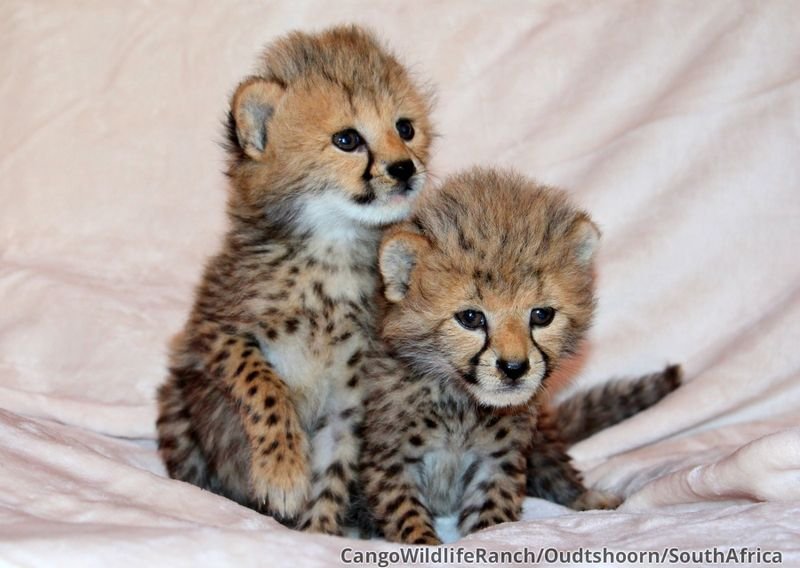 Illustration for article titled ZOMG CONSOLIDATED CUTENESS OF THE BABY ANIMALS!!!